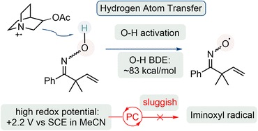 Graphical abstract: O–H bond activation of β,γ-unsaturated oximes via hydrogen atom transfer (HAT) and photoredox dual catalysis