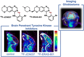 Graphical abstract: 18F-Labeled brain-penetrant EGFR tyrosine kinase inhibitors for PET imaging of glioblastoma