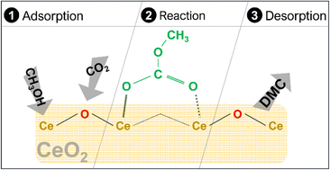 Graphical abstract: Dimethyl carbonate synthesis from CO2 and methanol over CeO2: elucidating the surface intermediates and oxygen vacancy-assisted reaction mechanism