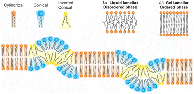 Graphical abstract: The intricate link between membrane lipid structure and composition and membrane structural properties in bacterial membranes