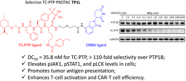 Graphical abstract: Discovery of a selective TC-PTP degrader for cancer immunotherapy