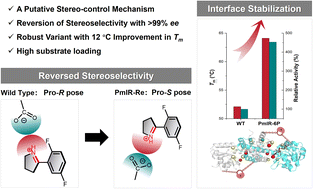 Graphical abstract: Computational design of an imine reductase: mechanism-guided stereoselectivity reversion and interface stabilization