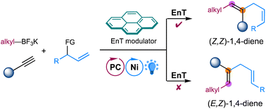 Graphical abstract: Divergent 1,2-carboallylation of terminal alkynes enabled by metallaphotoredox catalysis with switchable triplet energy transfer