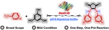 Graphical abstract: Unlocking mild-condition benzene ring contraction using nonheme diiron N-oxygenase