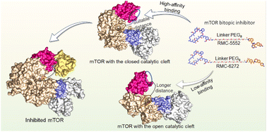 Graphical abstract: The allosteric mechanism of mTOR activation can inform bitopic inhibitor optimization