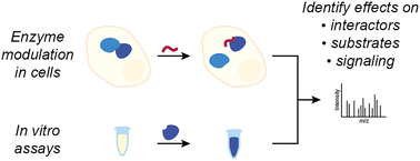 Graphical abstract: A strategy to disentangle direct and indirect effects on (de)phosphorylation by chemical modulators of the phosphatase PP1 in complex cellular contexts