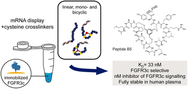 Graphical abstract: An efficient mRNA display protocol yields potent bicyclic peptide inhibitors for FGFR3c: outperforming linear and monocyclic formats in affinity and stability