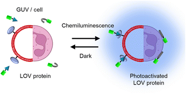 Graphical abstract: Photoactivation of LOV domains with chemiluminescence