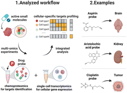 Graphical abstract: STEP: profiling cellular-specific targets and pathways of bioactive small molecules in tissues via integrating single-cell transcriptomics and chemoproteomics