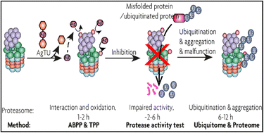 Graphical abstract: Integrative chemoproteomics reveals anticancer mechanisms of silver(i) targeting the proteasome regulatory complex