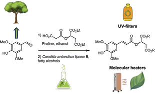 Graphical abstract: An expeditive and green chemo-enzymatic route to diester sinapoyl-l-malate analogues: sustainable bioinspired and biosourced UV filters and molecular heaters