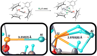 Graphical abstract: Cooperative dihydrogen activation with unsupported uranium–metal bonds and characterization of a terminal U(iv) hydride