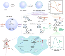 Graphical abstract: A near-infrared light-activated nanoprobe for simultaneous detection of hydrogen polysulfide and sulfur dioxide in myocardial ischemia–reperfusion injury