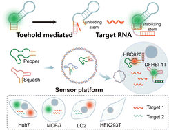 Graphical abstract: A universal orthogonal imaging platform for living-cell RNA detection using fluorogenic RNA aptamers