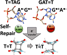 Graphical abstract: Photoinduced charge separation and DNA self-repair depend on sequence directionality and stacking pattern