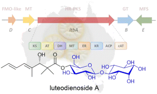 Graphical abstract: Discovery and heterologous biosynthesis of glycosylated polyketide luteodienoside A reveals unprecedented glucinol-mediated product offloading by a fungal carnitine O-acyltransferase domain