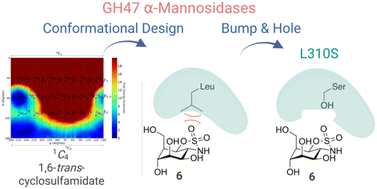Graphical abstract: Trans-cyclosulfamidate mannose-configured cyclitol allows isoform-dependent inhibition of GH47 α-d-mannosidases through a bump–hole strategy