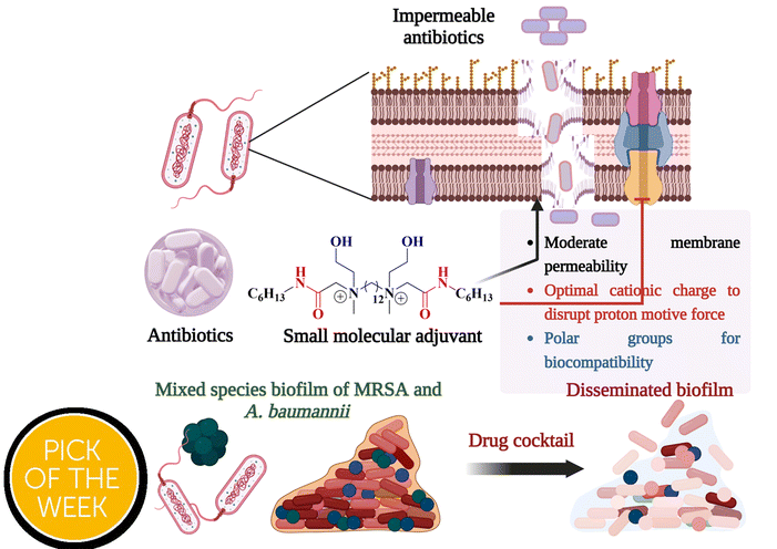 Graphical abstract: Small molecular adjuvants repurpose antibiotics towards Gram-negative bacterial infections and multispecies bacterial biofilms
