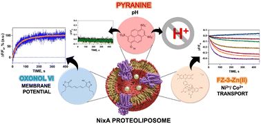 Graphical abstract: Metal selectivity and translocation mechanism characterization in proteoliposomes of the transmembrane NiCoT transporter NixA from Helicobacter pylori