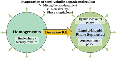 Graphical abstract: Probing the evaporation dynamics of semi-volatile organic compounds to reveal the thermodynamics of liquid–liquid phase separated aerosol