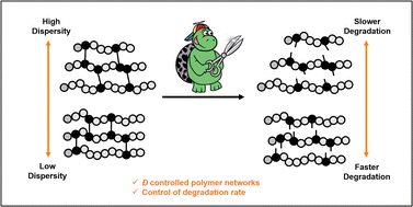 Graphical abstract: Controlling primary chain dispersity in network polymers: elucidating the effect of dispersity on degradation