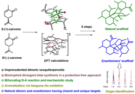 Graphical abstract: Discovery and bioinspired total syntheses of unprecedented sesquiterpenoid dimers unveiled bifurcating [4 + 2] cycloaddition and target differentiation of enantiomers