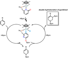 Graphical abstract: Cobalt-catalyzed double hydroboration of pyridines