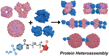 Graphical abstract: Programming interchangeable and reversible heterooligomeric protein self-assembly using a bifunctional ligand