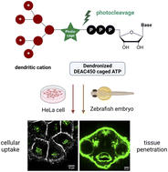 Graphical abstract: Intracellular delivery and deep tissue penetration of nucleoside triphosphates using photocleavable covalently bound dendritic polycations