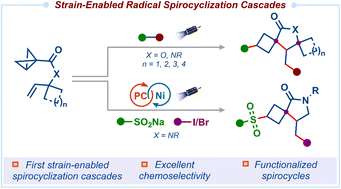 Graphical abstract: Strain-enabled radical spirocyclization cascades: rapid access to spirocyclobutyl lactones and – lactams