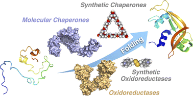 Graphical abstract: Enzymatic and synthetic regulation of polypeptide folding