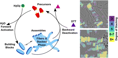 Graphical abstract: CryoEM reveals the complex self-assembly of a chemically driven disulfide hydrogel