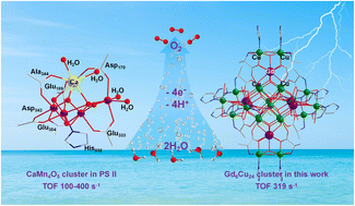 Graphical abstract: Soluble Gd6Cu24 clusters: effective molecular electrocatalysts for water oxidation