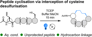 Graphical abstract: Peptide macrocyclisation via intramolecular interception of visible-light-mediated desulfurisation