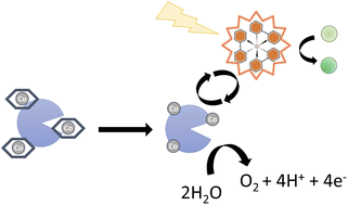 Graphical abstract: An artificial metalloenzyme that can oxidize water photocatalytically: design, synthesis, and characterization