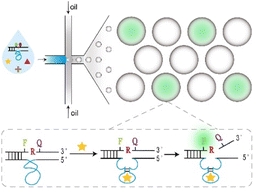 Graphical abstract: A DNAzymes-in-droplets assay for Burkholderia gladioli pathovar cocovenenans with single-bacterium sensitivity