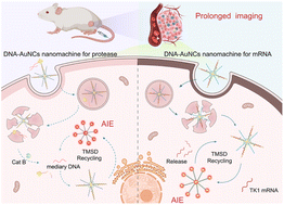 Graphical abstract: Prolonged near-infrared fluorescence imaging of microRNAs and proteases in vivo by aggregation-enhanced emission from DNA-AuNC nanomachines