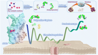 Graphical abstract: Enzymatic-related network of catalysis, polyamine, and tumors for acetylpolyamine oxidase: from calculation to experiment