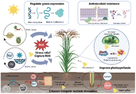 Graphical abstract: Unlocking the potential of nanoscale sulfur in sustainable agriculture