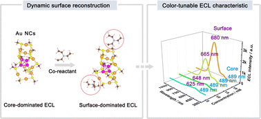 Graphical abstract: Dynamic surface reconstruction of individual gold nanoclusters by using a co-reactant enables color-tunable electrochemiluminescence