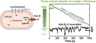 Graphical abstract: Intermittent proton bursts of single lactic acid bacteria