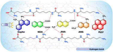 Graphical abstract: ε-Polylysine organic ultra-long room-temperature phosphorescent materials based on phosphorescent molecule doping