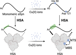 Graphical abstract: Inhibition of toxic metal-alpha synuclein interactions by human serum albumin