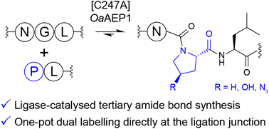 Graphical abstract: Tertiary amide bond formation by an engineered asparaginyl ligase