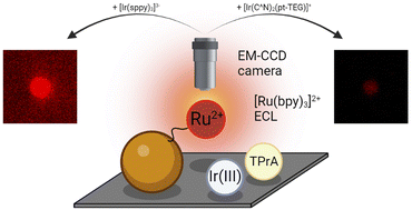 Graphical abstract: Redox-mediated electrochemiluminescence enhancement for bead-based immunoassay