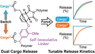 Graphical abstract: Incorporation of a self-immolative spacer enables mechanically triggered dual payload release
