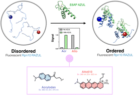 Graphical abstract: High-throughput assay exploiting disorder-to-order conformational switches: application to the proteasomal Rpn10:E6AP complex