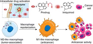 Graphical abstract: Polarization of macrophages to an anti-cancer phenotype through in situ uncaging of a TLR 7/8 agonist using bioorthogonal nanozymes