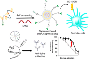 Graphical abstract: Synthesis of a dendritic cell-targeted self-assembled polymeric nanoparticle for selective delivery of mRNA vaccines to elicit enhanced immune responses