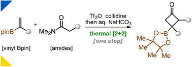 Graphical abstract: Borylated cyclobutanes via thermal [2 + 2]-cycloaddition